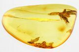 Detailed Fossil Parasitoid Wasp (Cheloninae) In Baltic Amber #362676-1